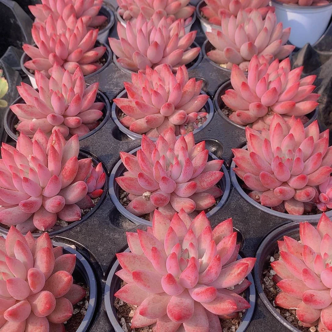 大号虞美人24557899000