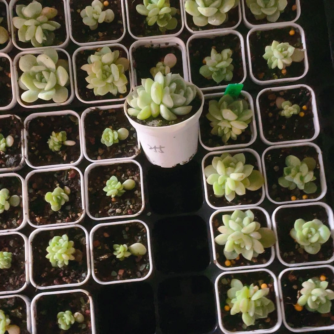 莞****?双头255 中苗盆一个满25包邮