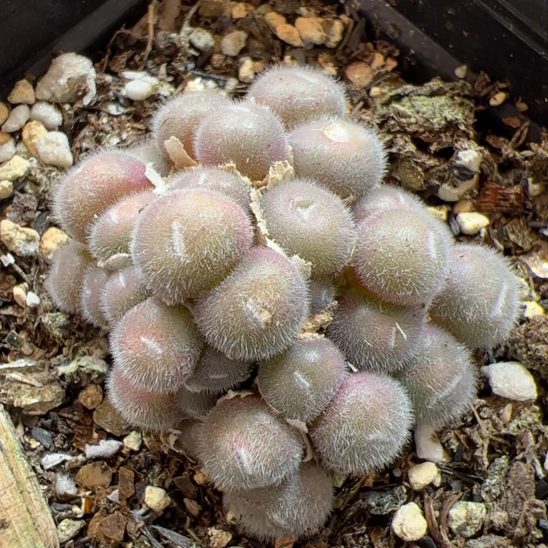 【闪购商品】19 毛球