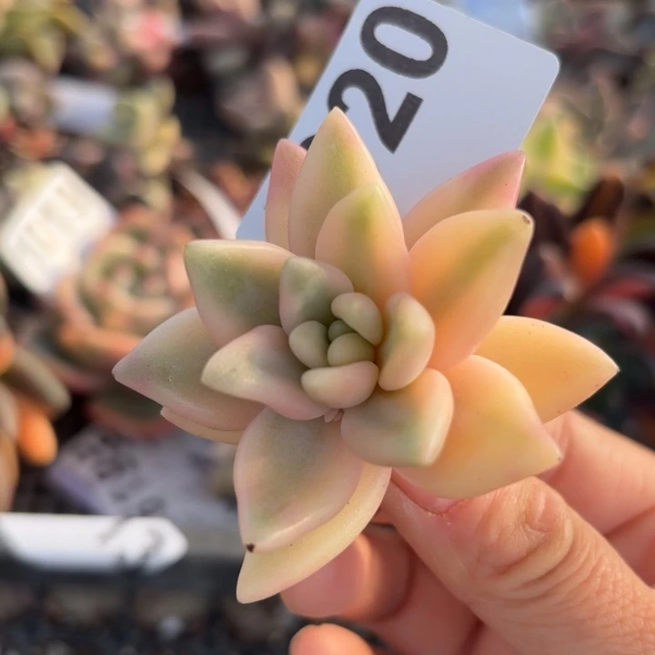 多肉植物满18包邮当场凑单