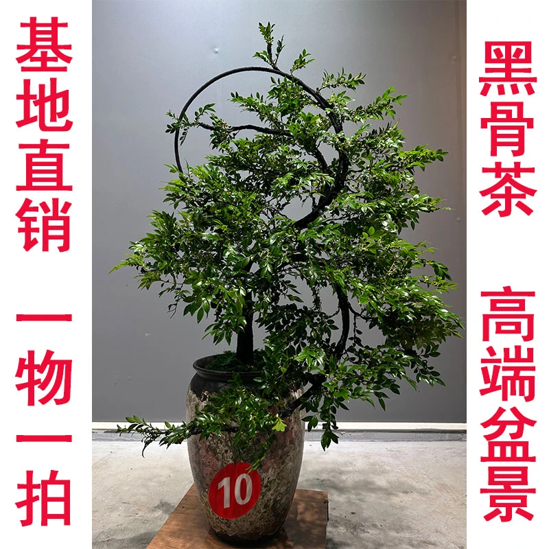 广东小叶紫檀造型盆景黑古茶盆栽办公室绿植黑古香盆景放桌面地面