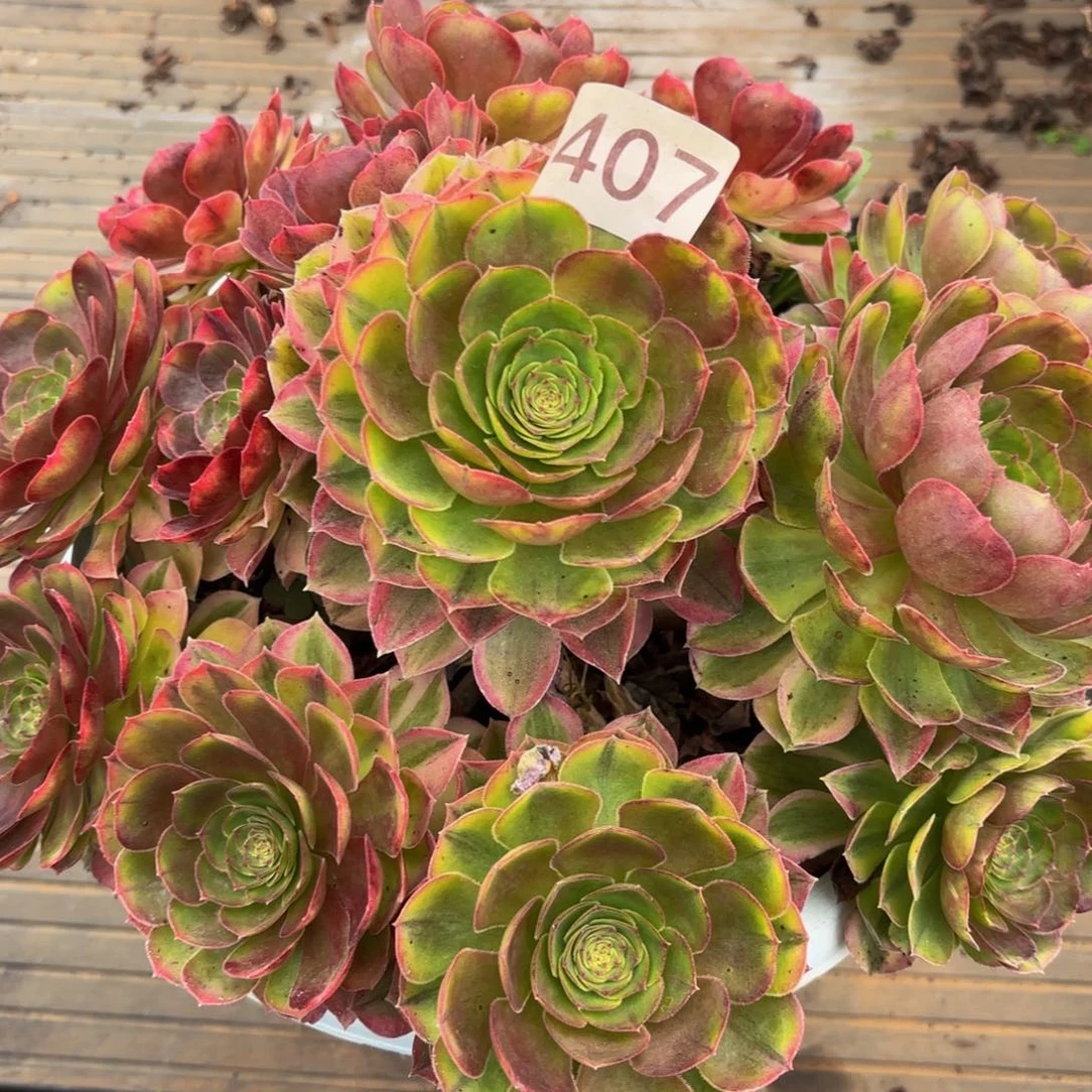 海*胖407多肉植物雨荷