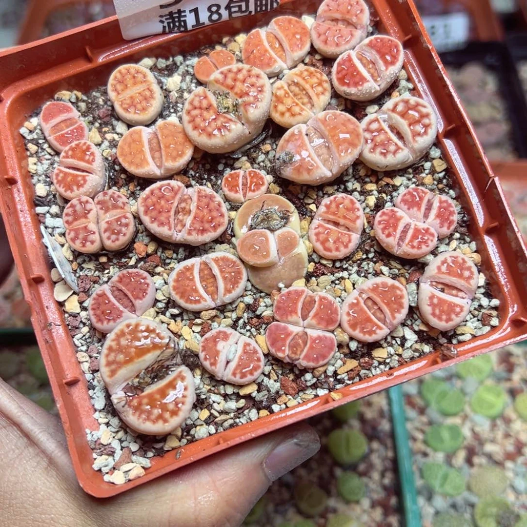 【闪购商品】 384。