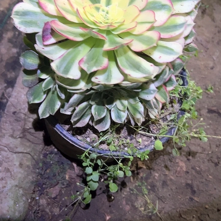 0136海王多肉植物