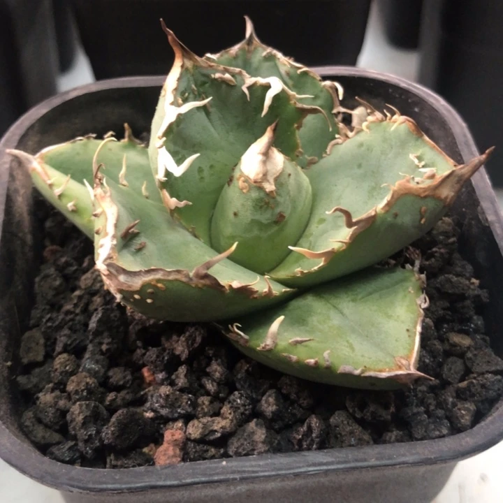 油猪仁王冠龙舌兰