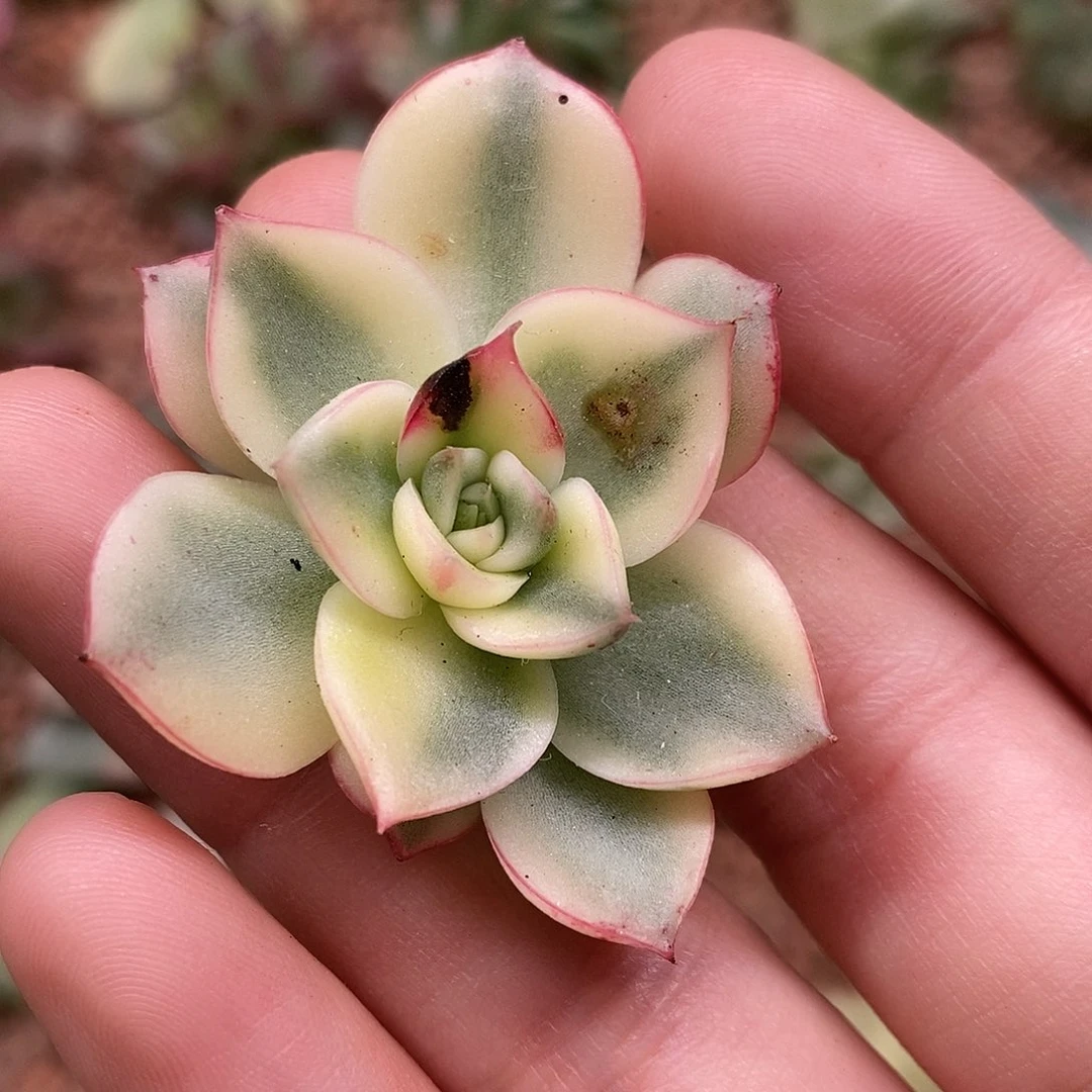 斗牛士锦一物一拍，