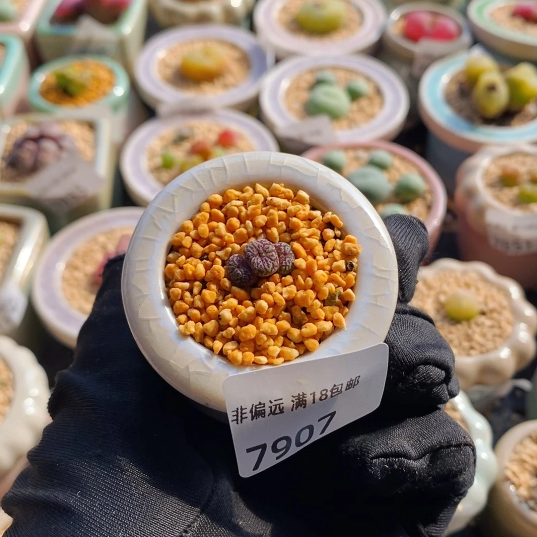 阿*7907--一物一拍 带盆