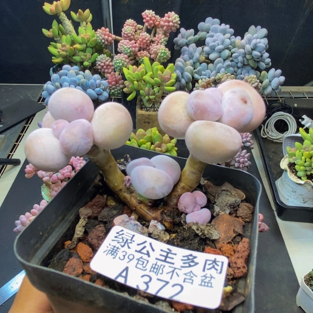 372橙奶多肉肉6c m