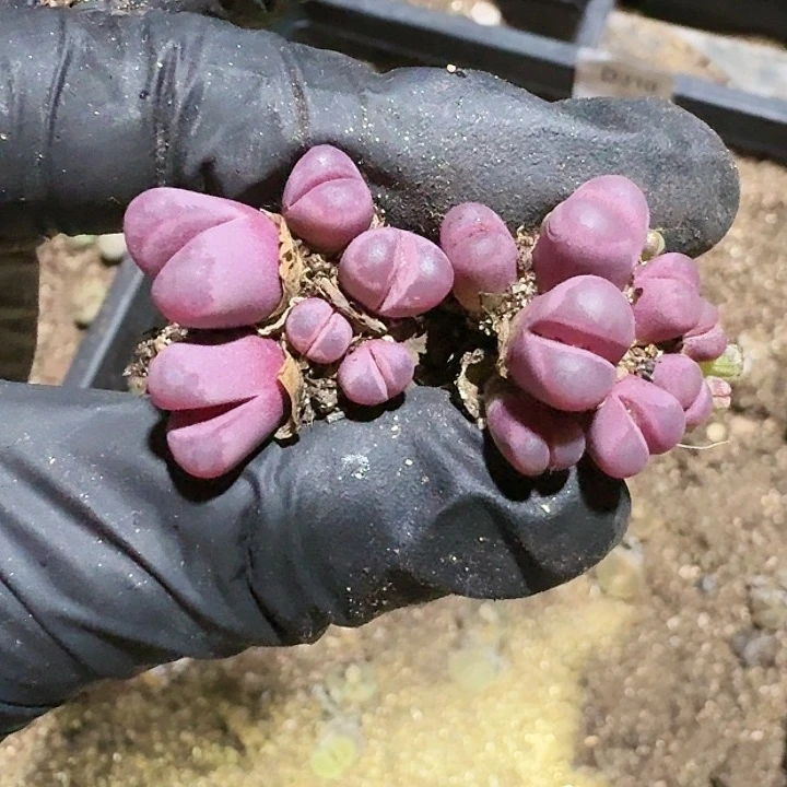 生石花11111。    211