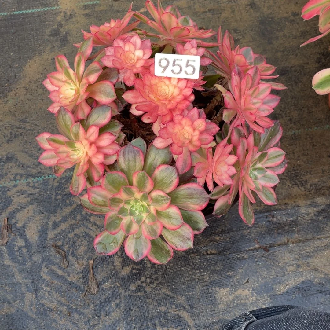 黑魔锦老桩法师多肉植物