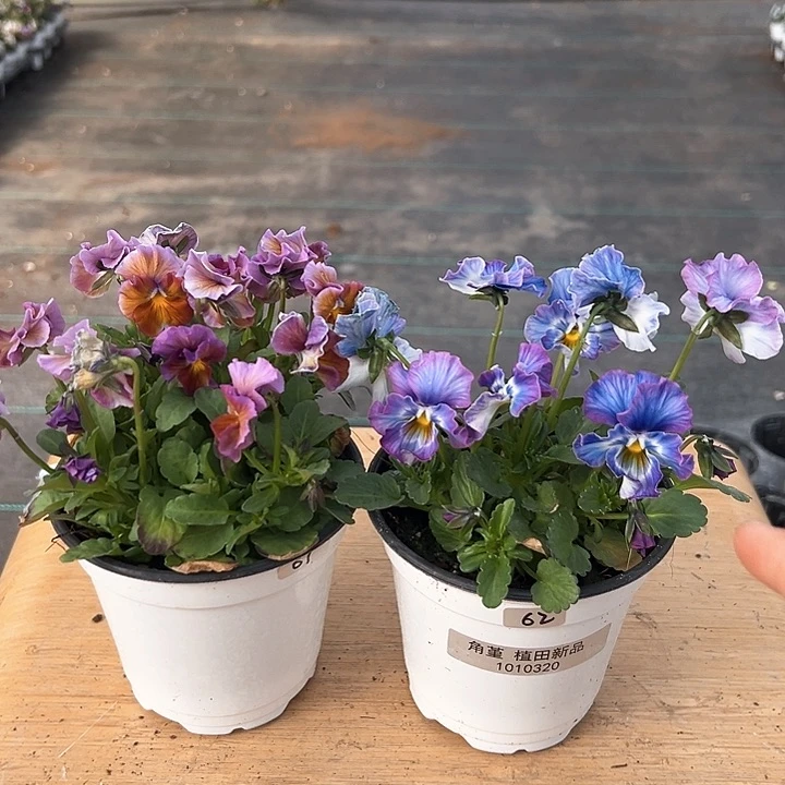 红陶抖音直播闪拍61-62