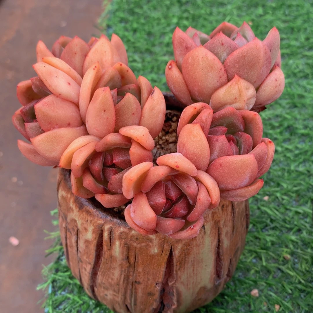 香槟朵朵缀13 公分一物一拍