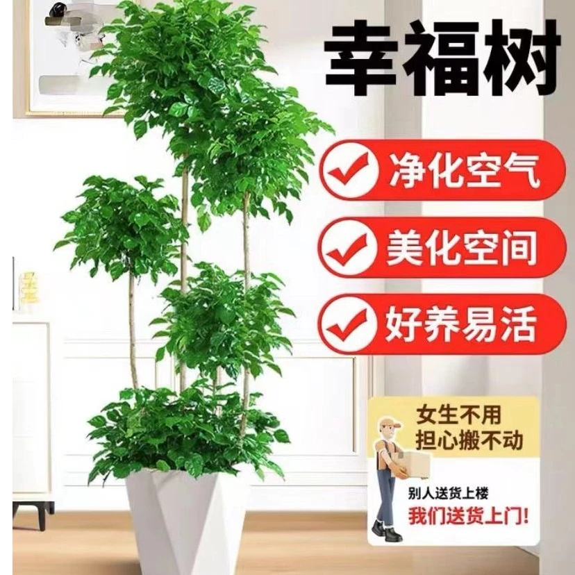 老桩五层幸福树盆栽室内客厅净化空气大绿植办公室四季常青新家