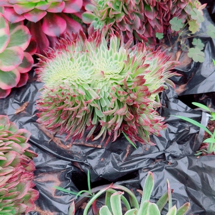 金丝局缀化啊啊啊啊