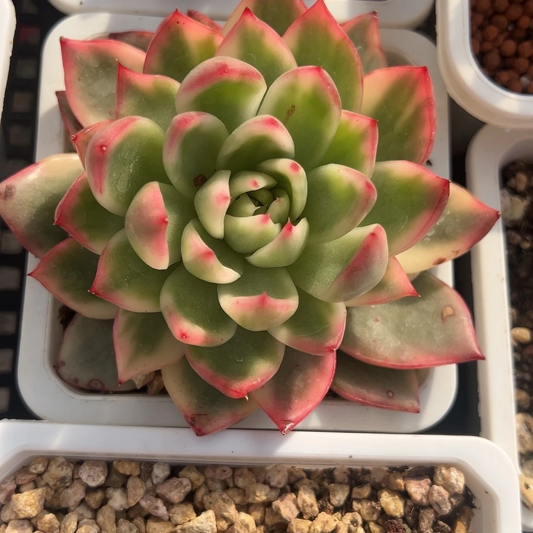 卡丽斯拖多肉植物