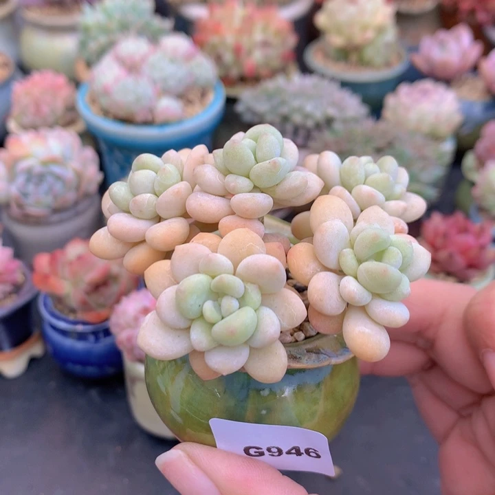 一物一拍含盆土满38包邮946