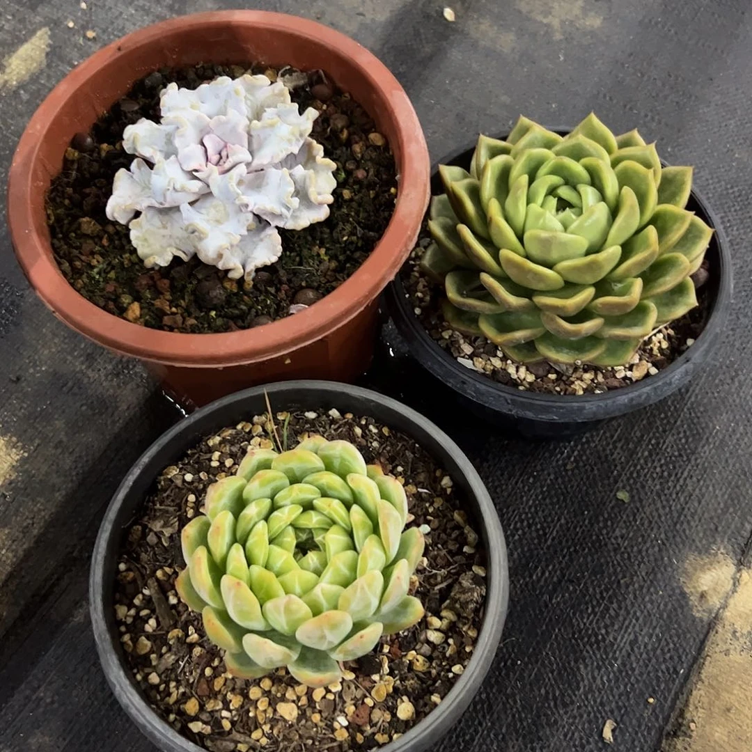 冬***白三颗44零零多肉植物