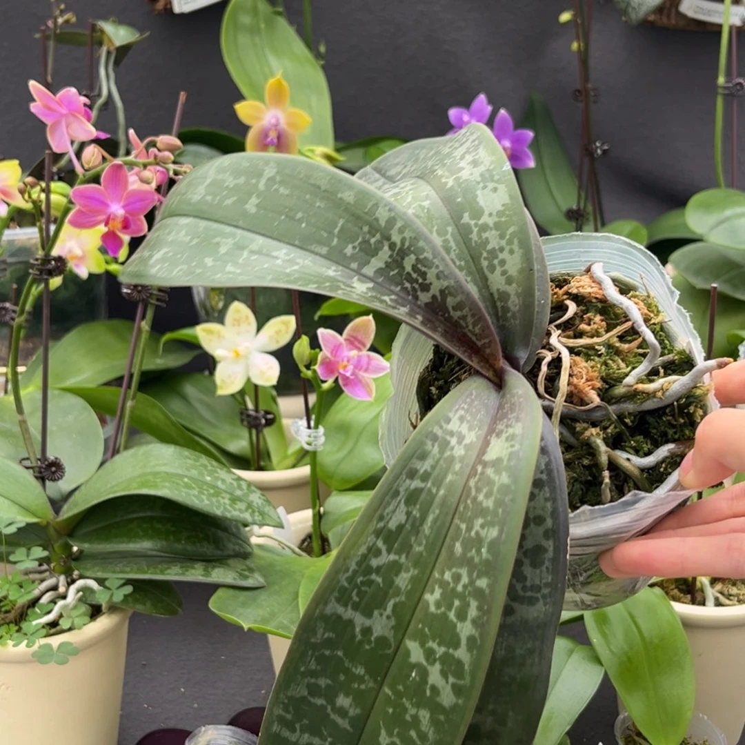 无花朵3.5寸22in苗