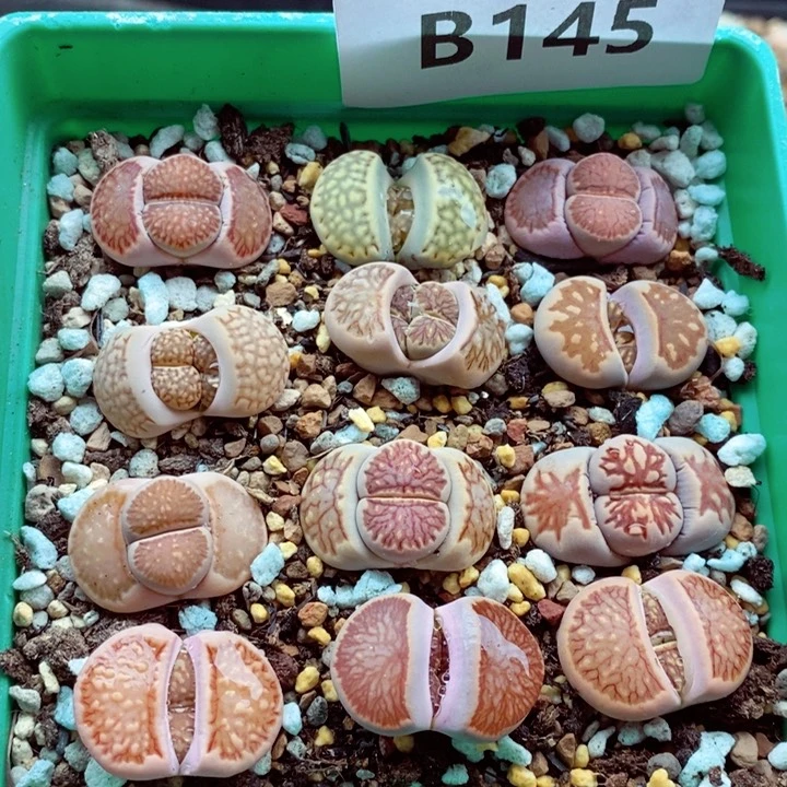 我是一只小小鸟地域鬼的145