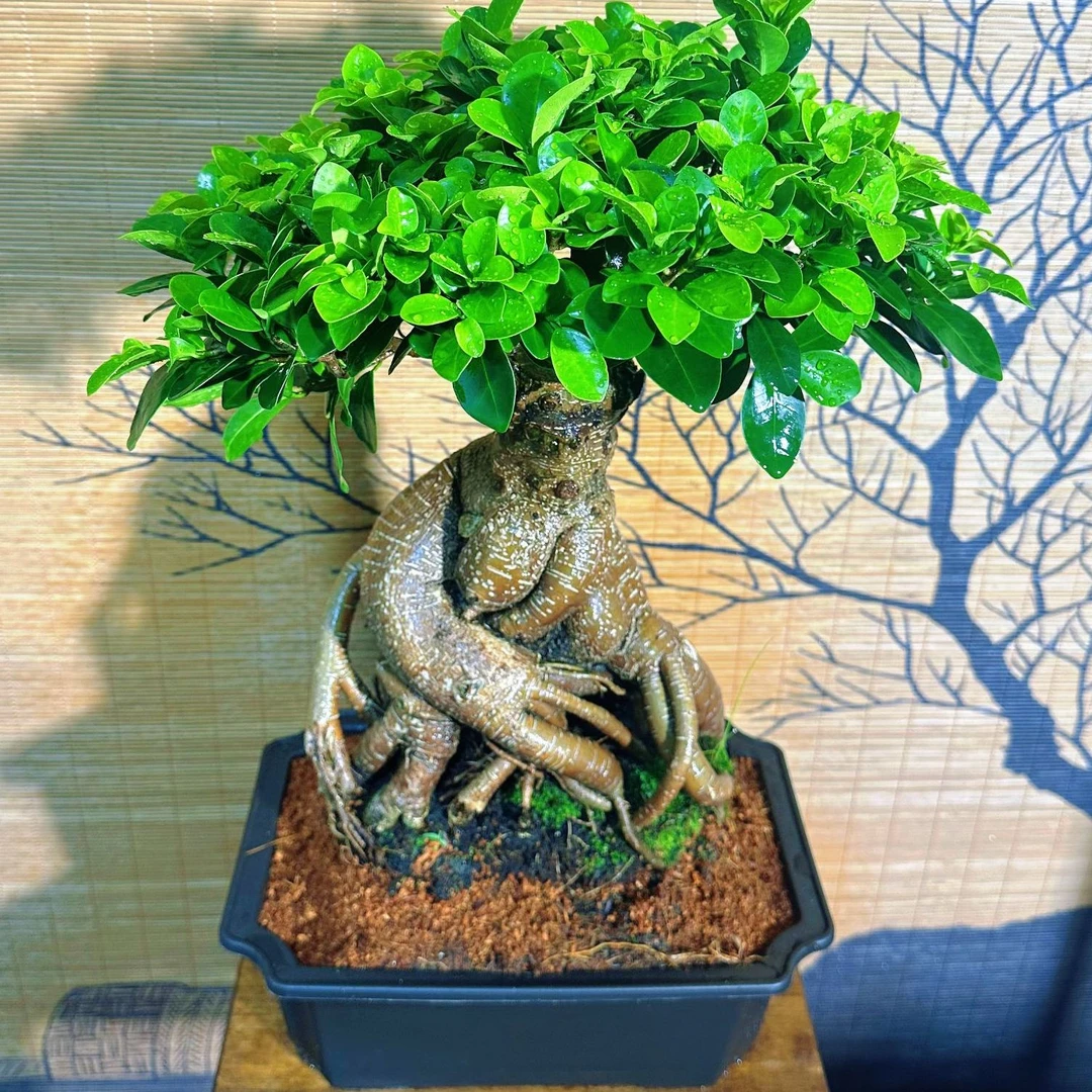 天然怪桩艺术型老桩金钱榕树盆景室内室外常青常绿