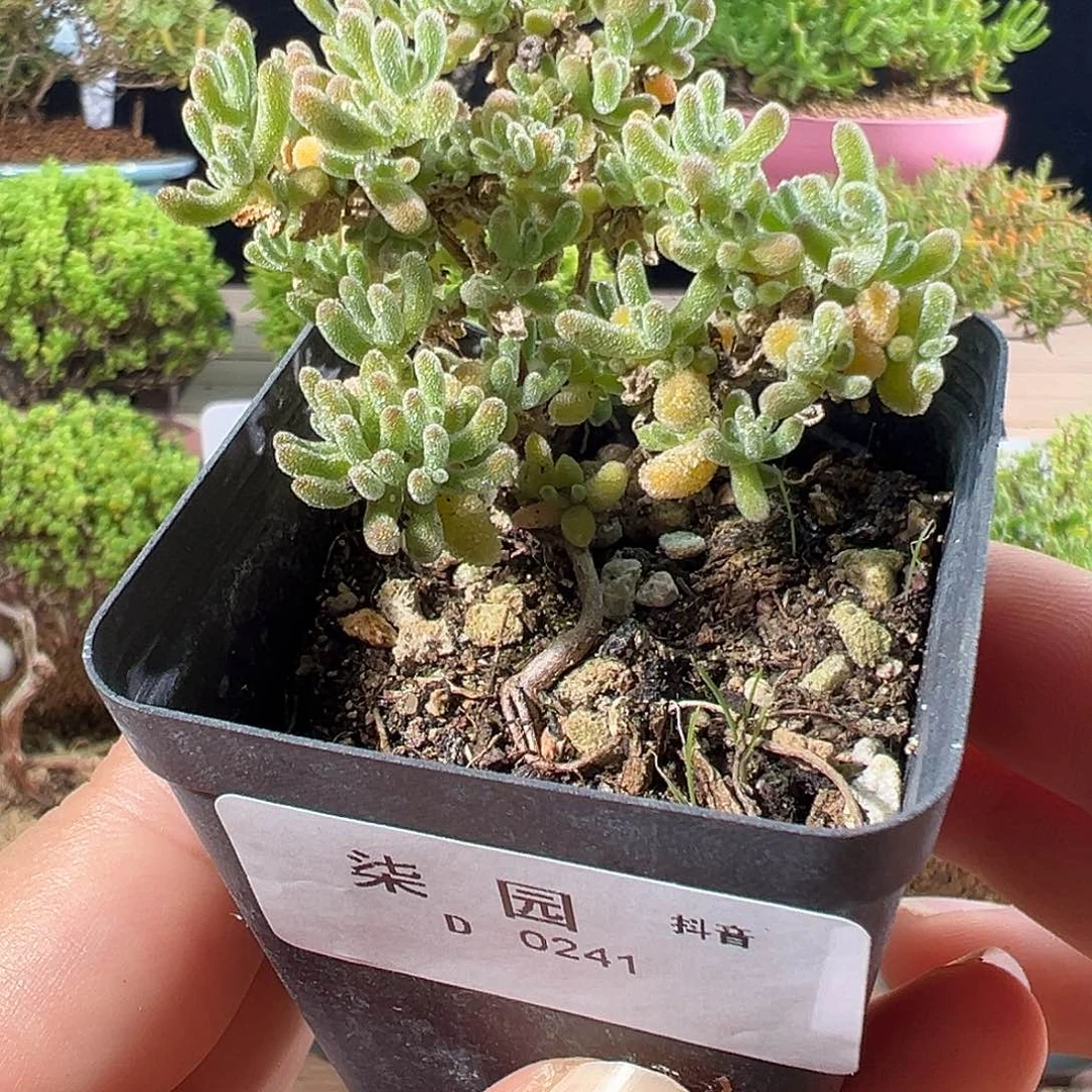 0241冰紫小精致5.5杯