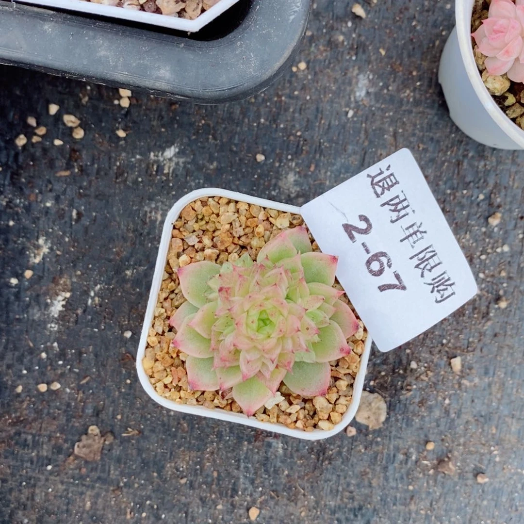 s****✨2-67多肉多肉多肉多肉多肉