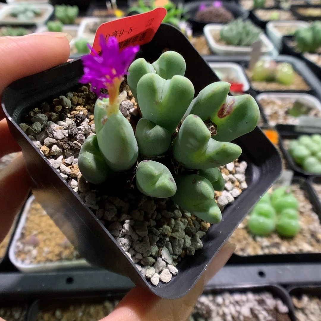 9-5-22 紫花少将一群 40