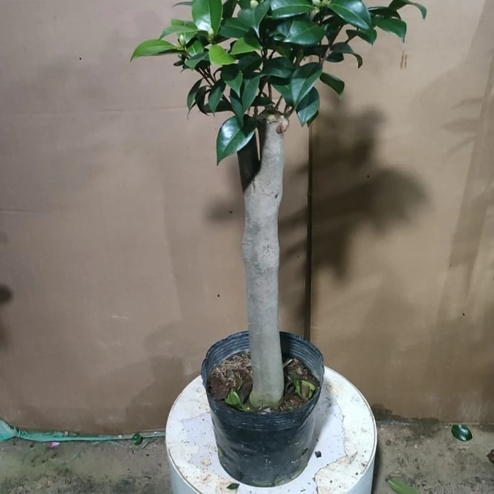 506四品，原盆原土发货，不包邮