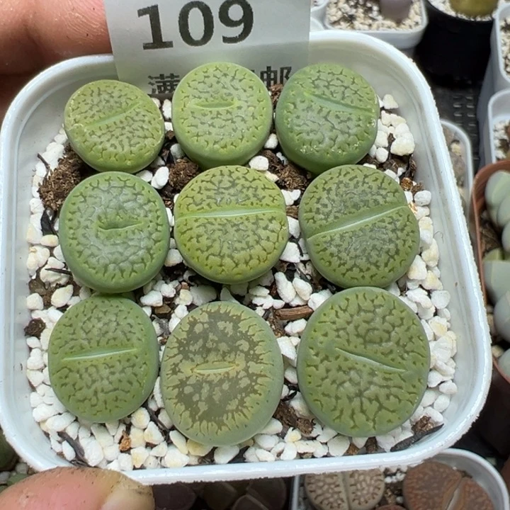 【闪购商品】 109。