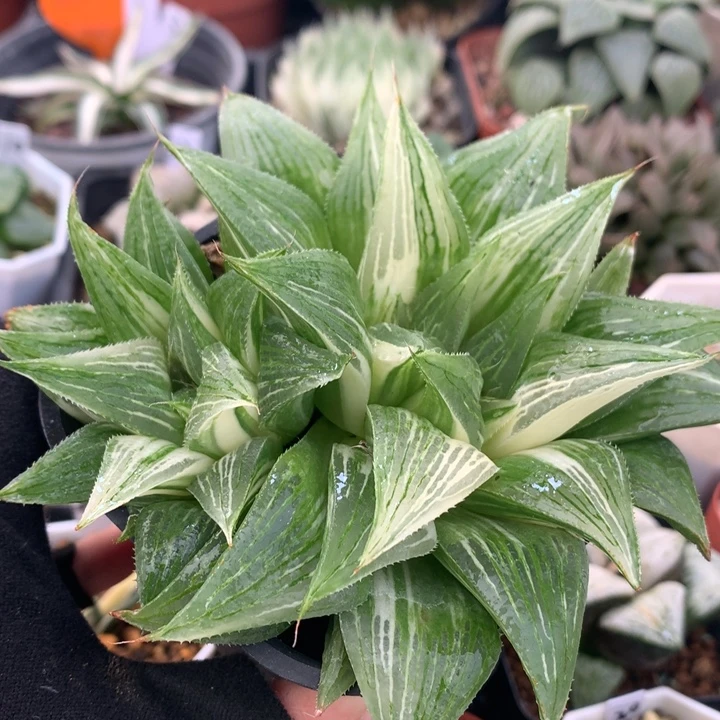 群生芭提雅寿锦，带盆发货