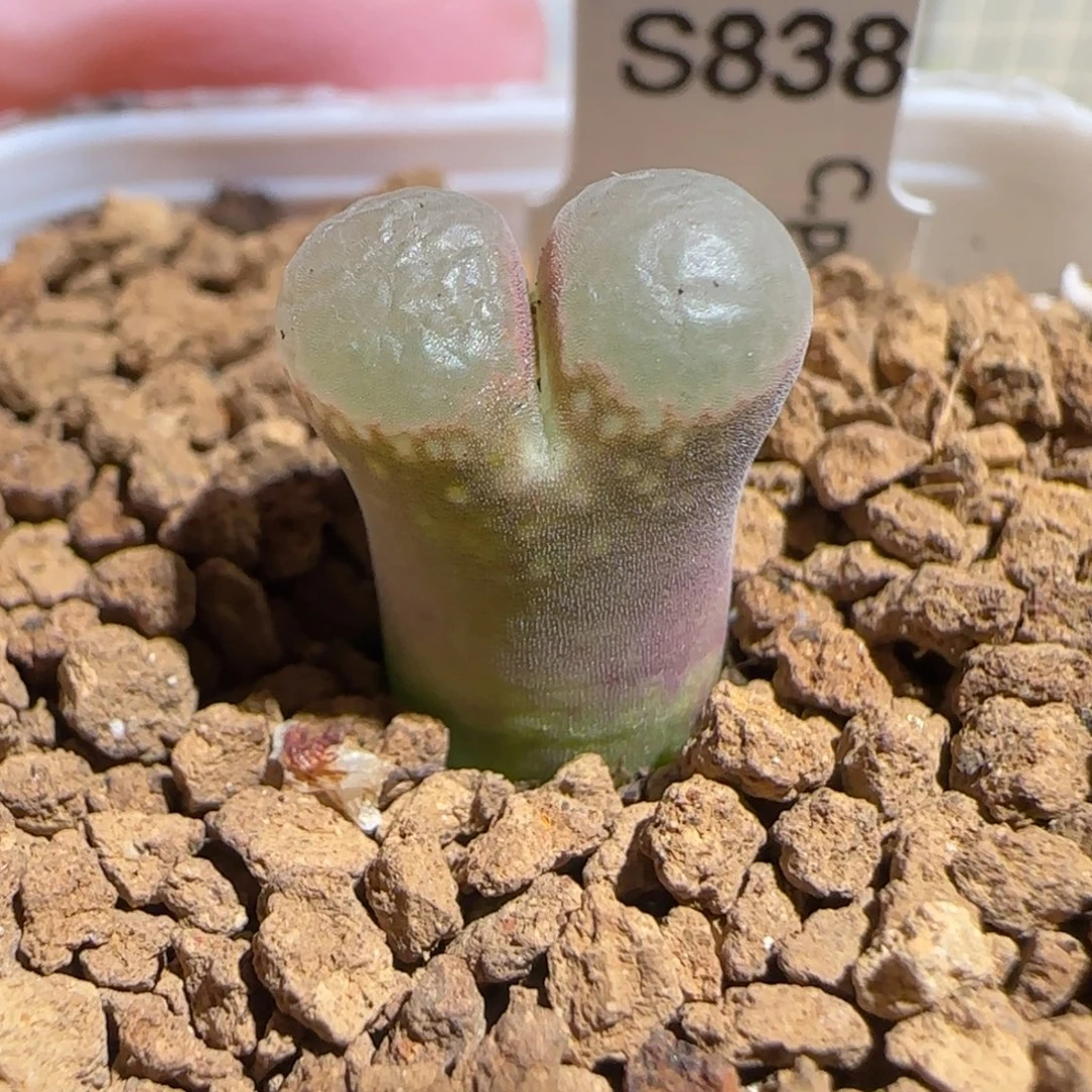 肉锥多肉植物组合-黑眼豆豆1183