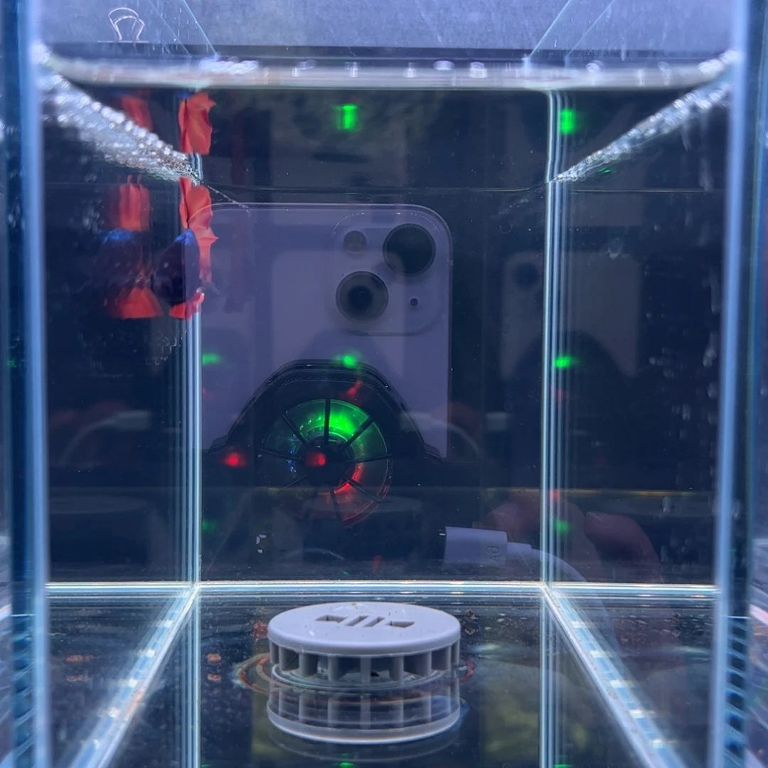 斗鱼泰国斗鱼07号