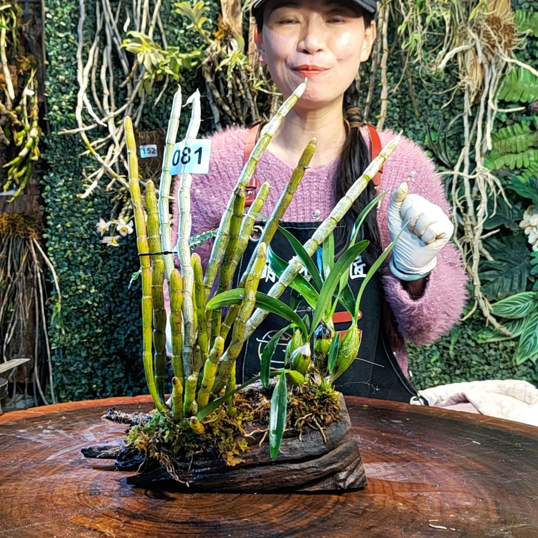 【闪购商品】081晶冒，鼓槌花