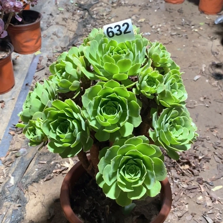 法师植物一物一拍632
