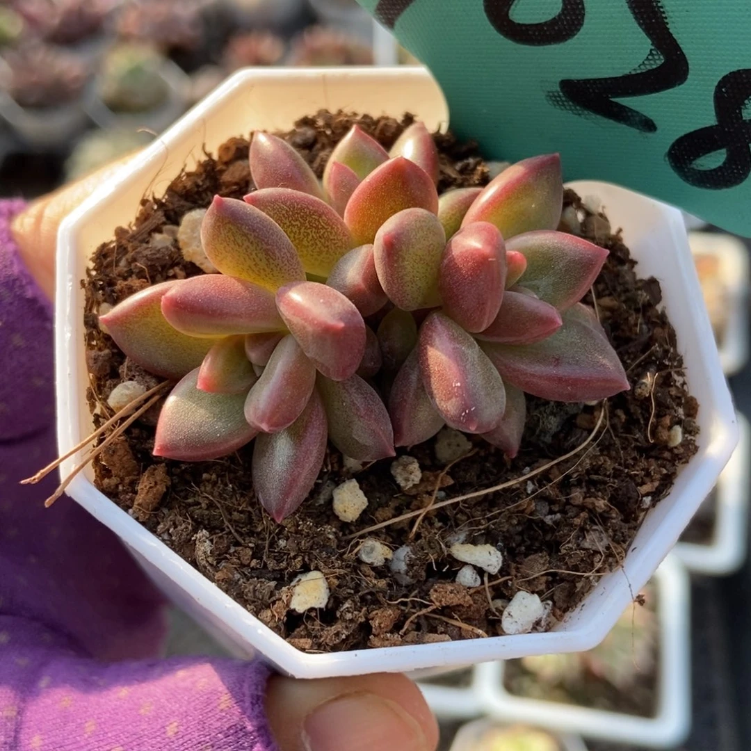 7028迷雾泡泡多肉植物