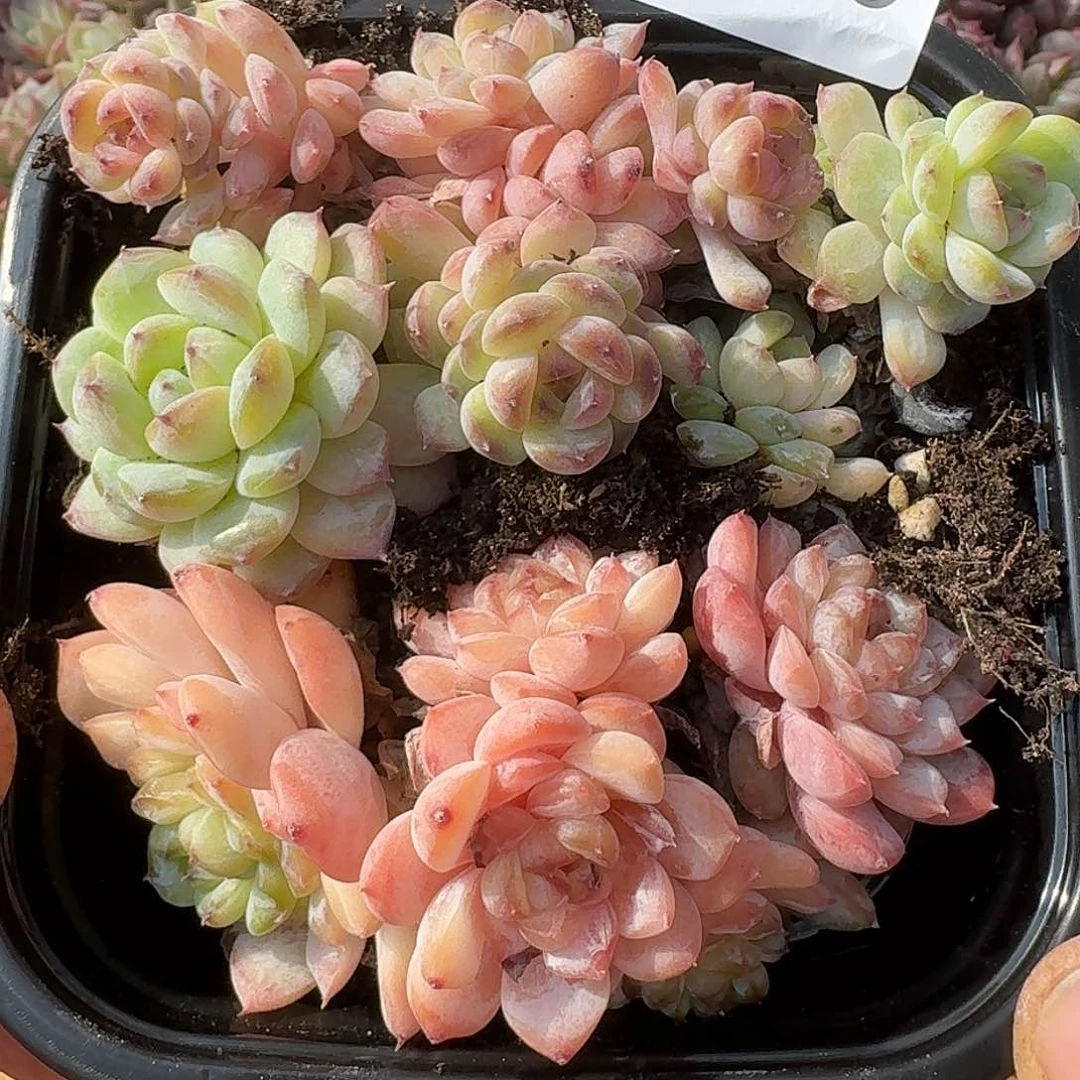 杂交新品珍妮多肉403