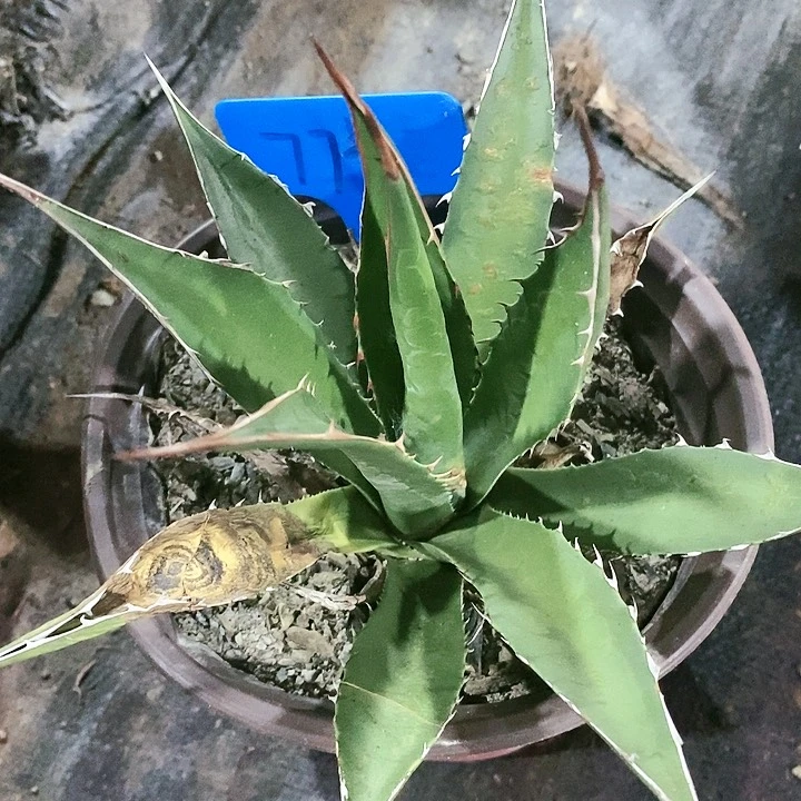 【闪购商品】无花朵龙舌兰佩罗霍利达