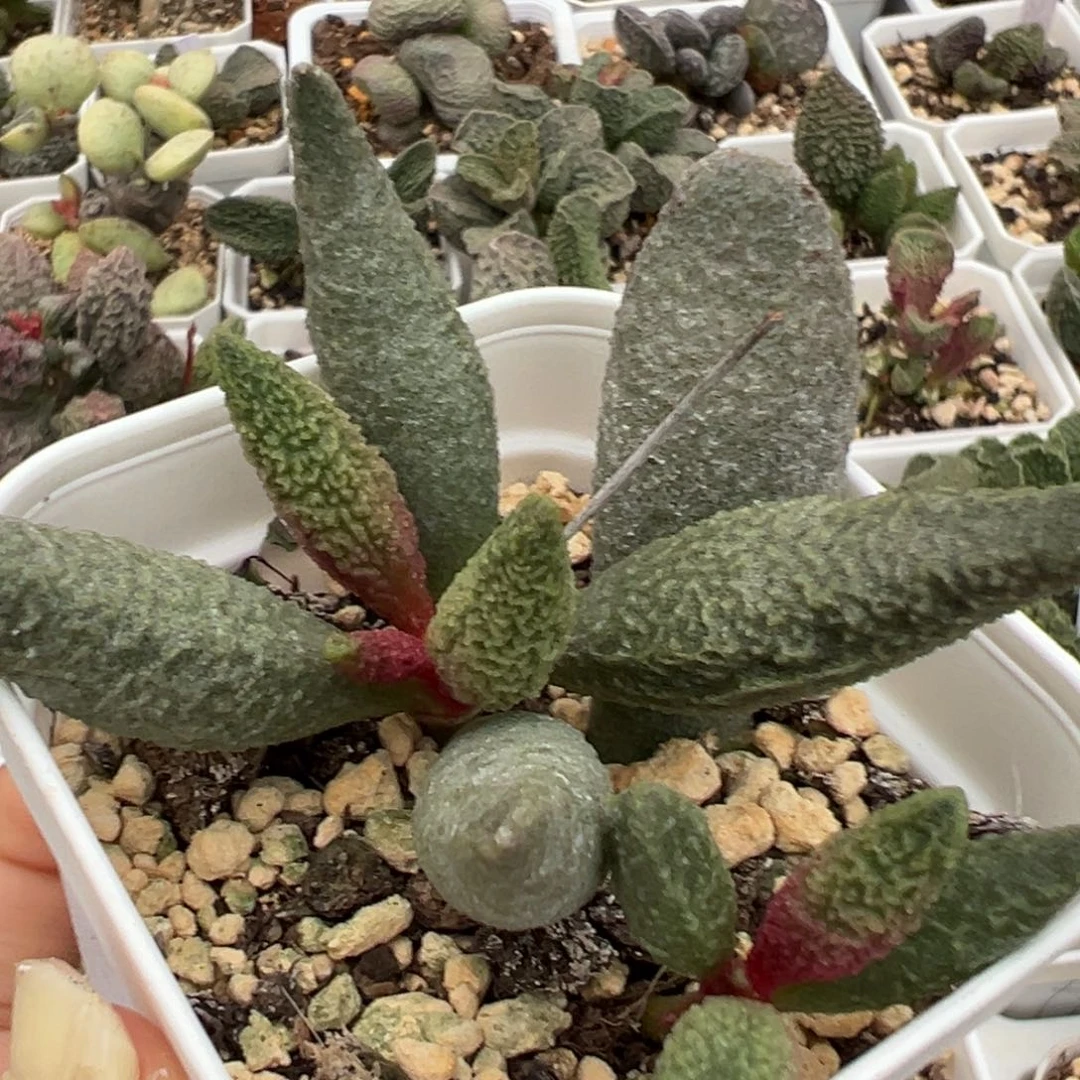 福利款实生新品多肉植物水泡