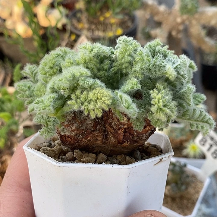 589羽叶洋葵带盆一一一一