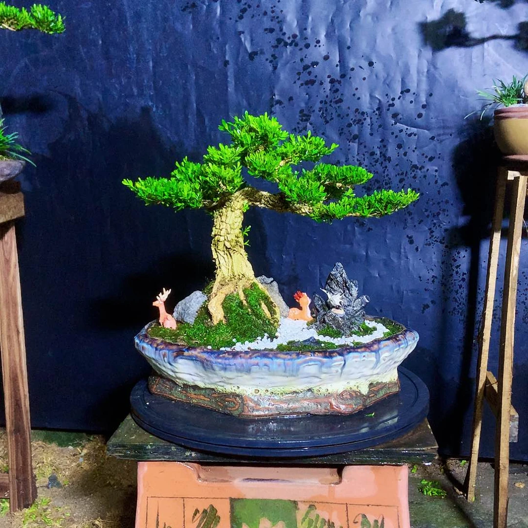 无花朵黄杨家有黄杨富贵吉祥