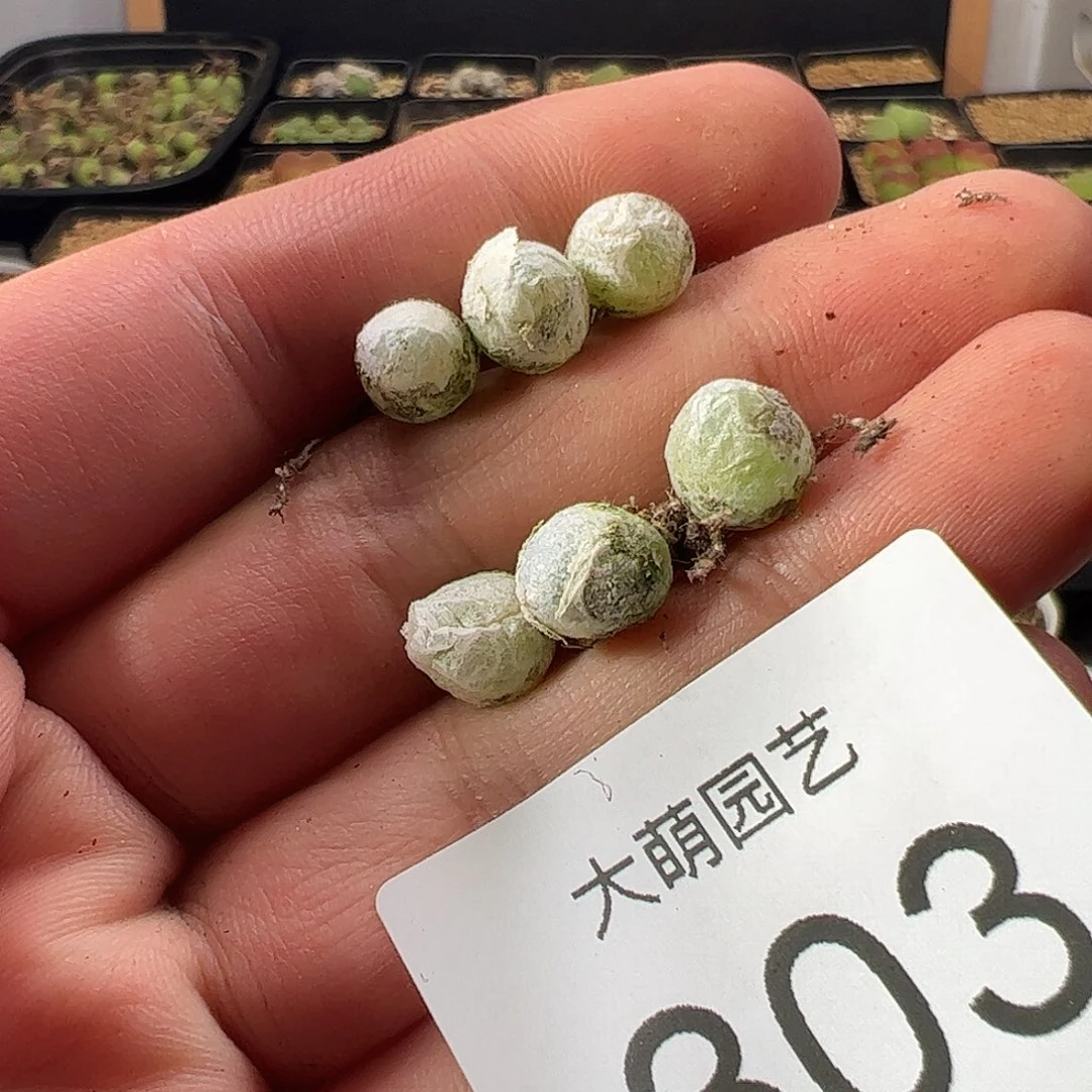 如***意一物一拍。    303