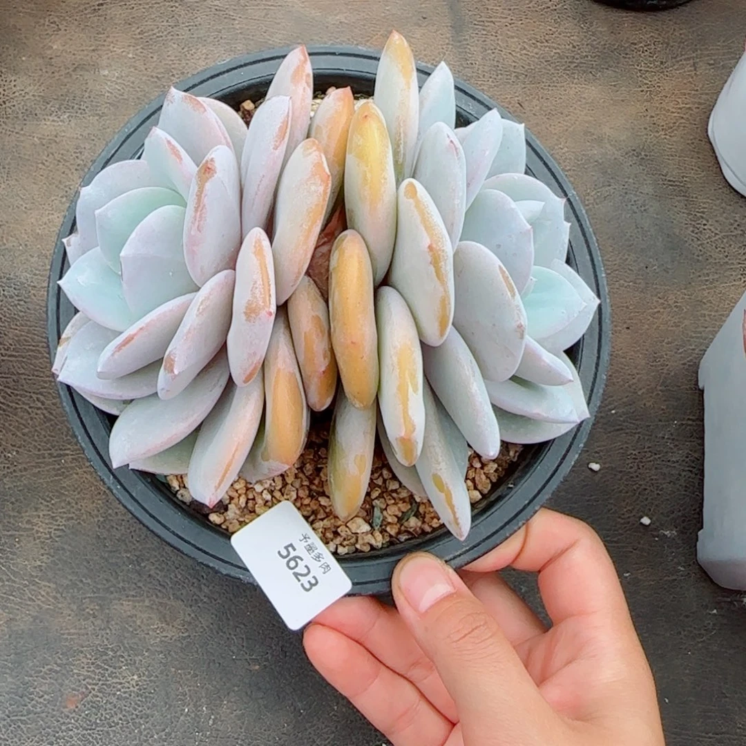 粗桩奶茶，5623多肉植物