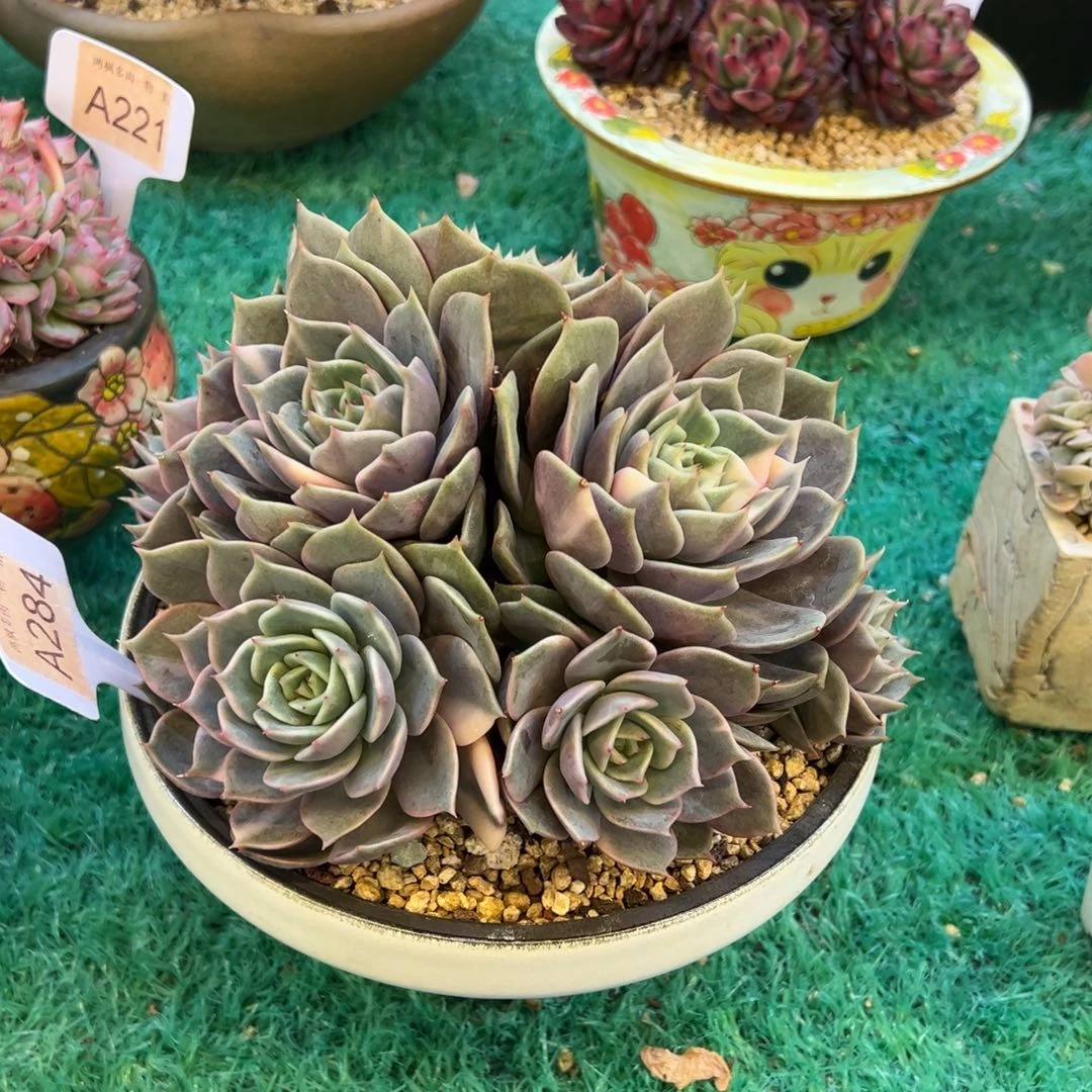贝加尔湖锦群，，，，，，，，，，，，