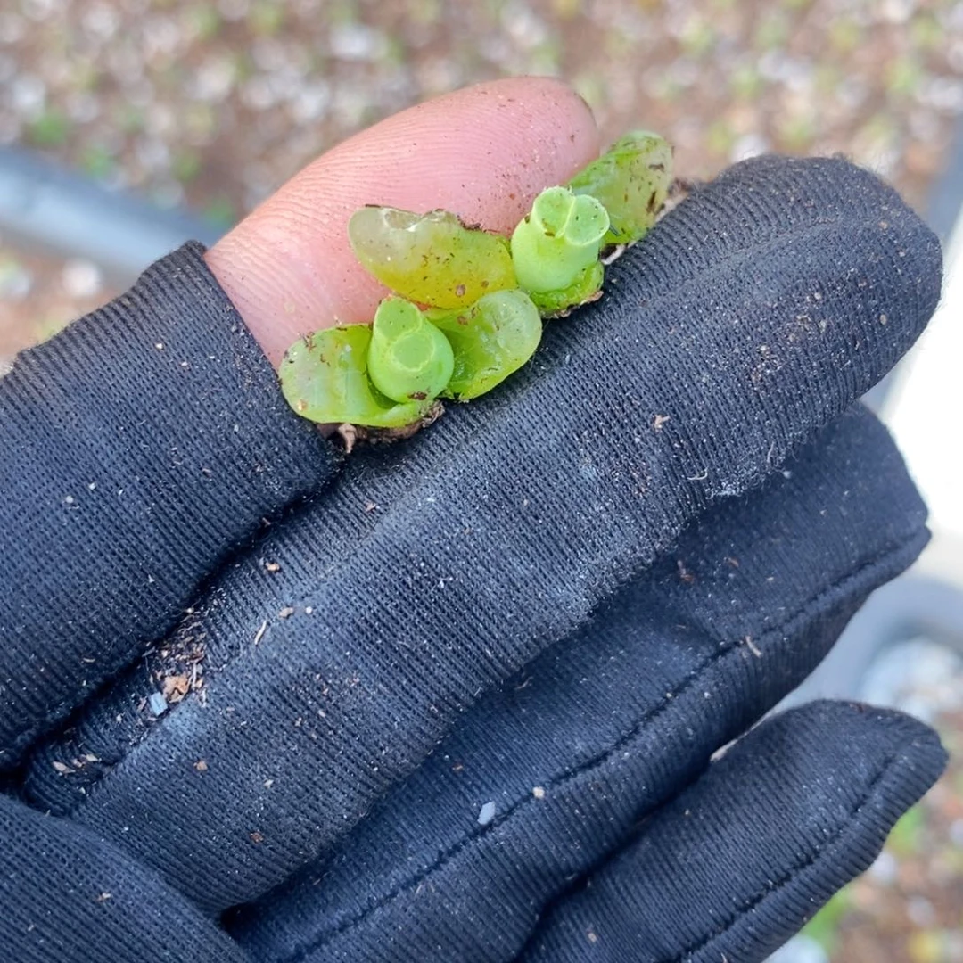 三****玉3376--一物一拍 1416.4，2颗