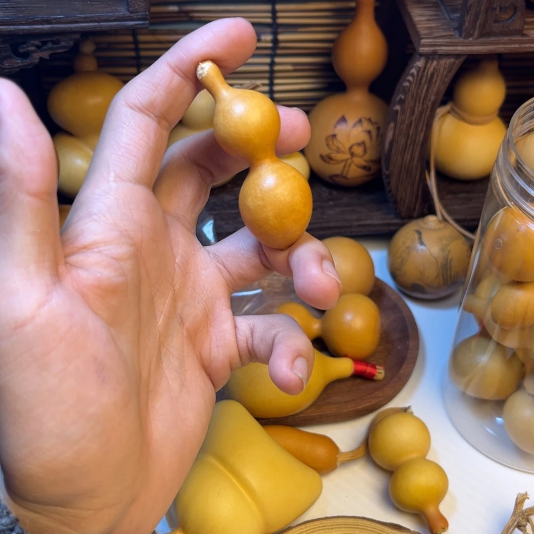 放漏蚂蚁肚葫芦品种