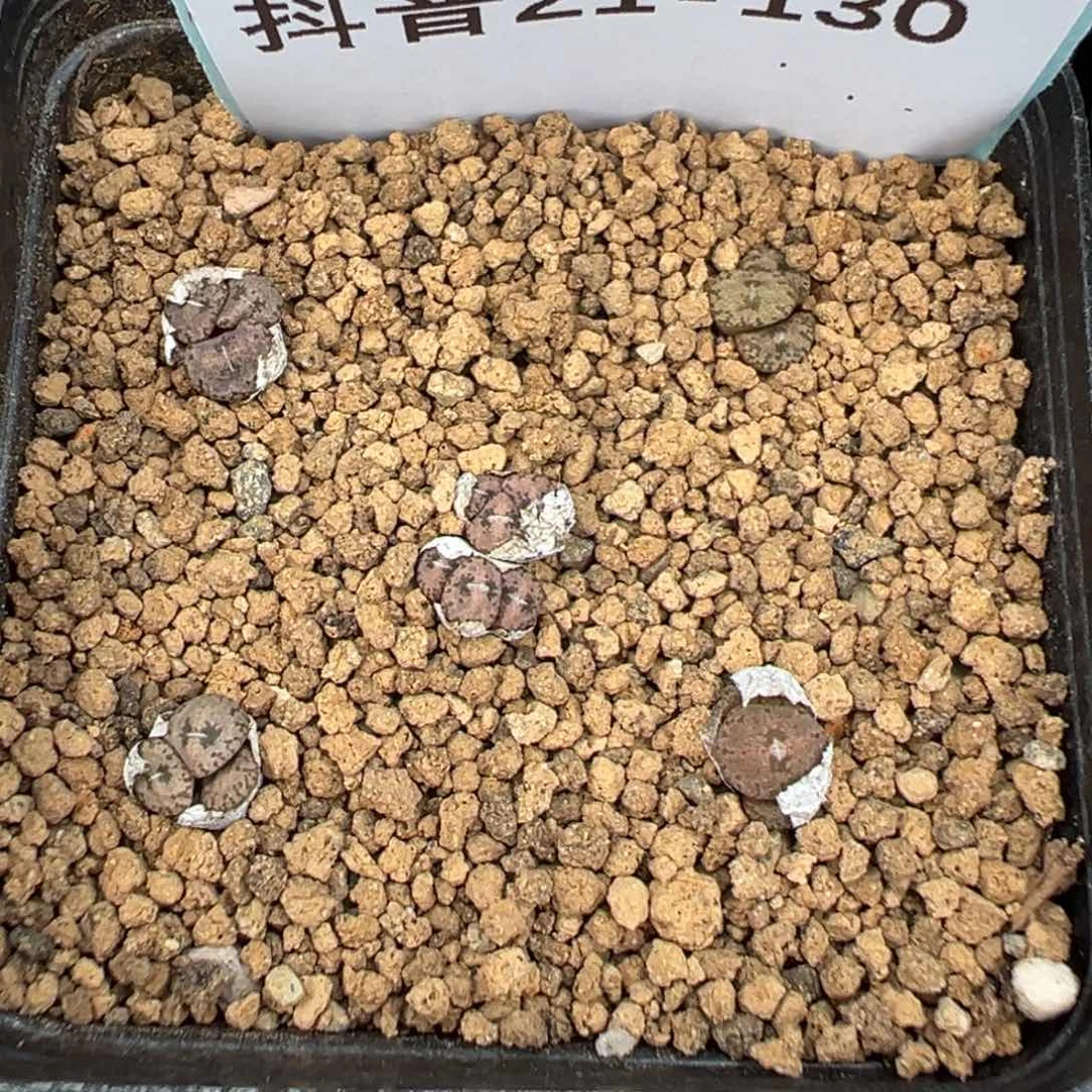 21-130康菩提多肉植物