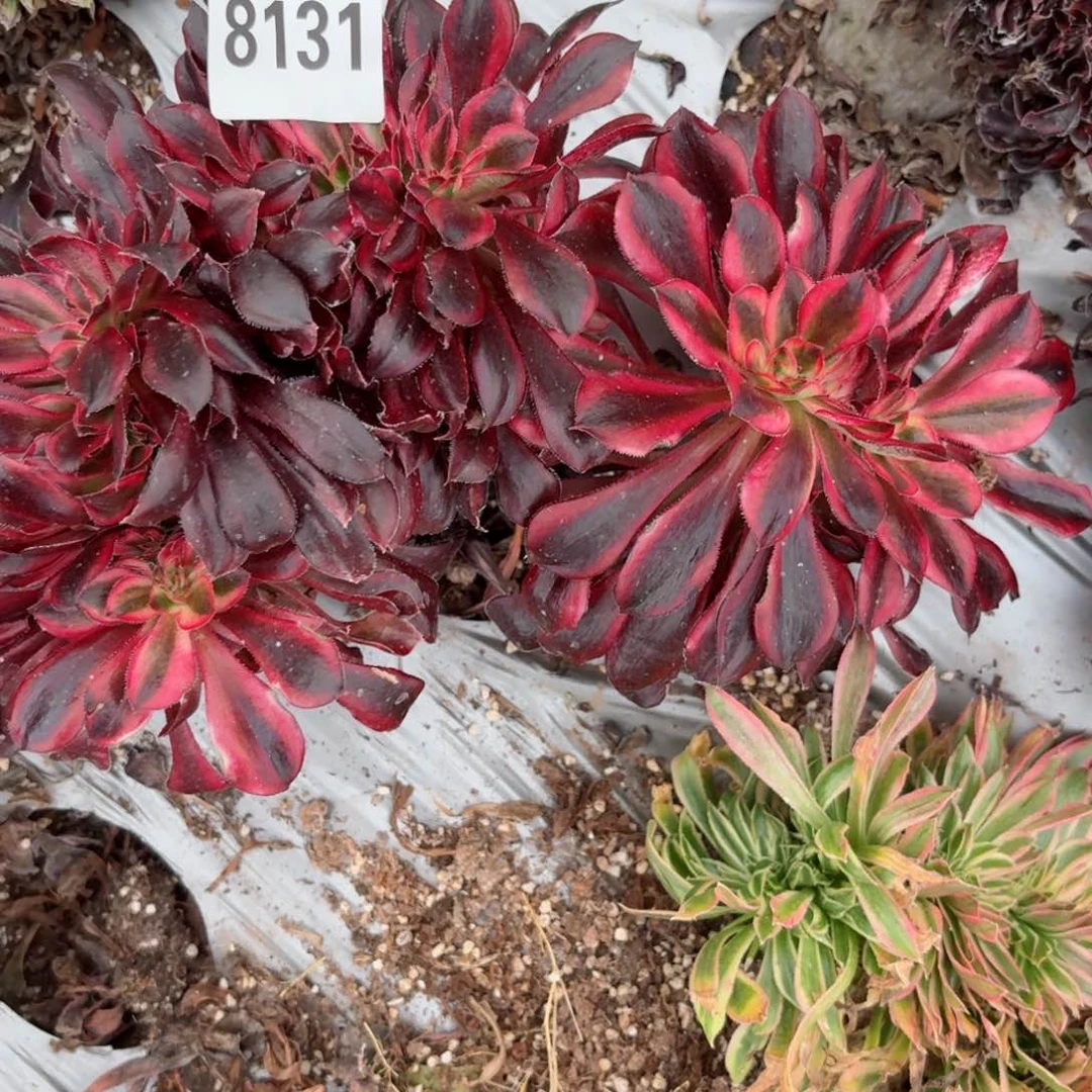 我8131 号多肉法师特价