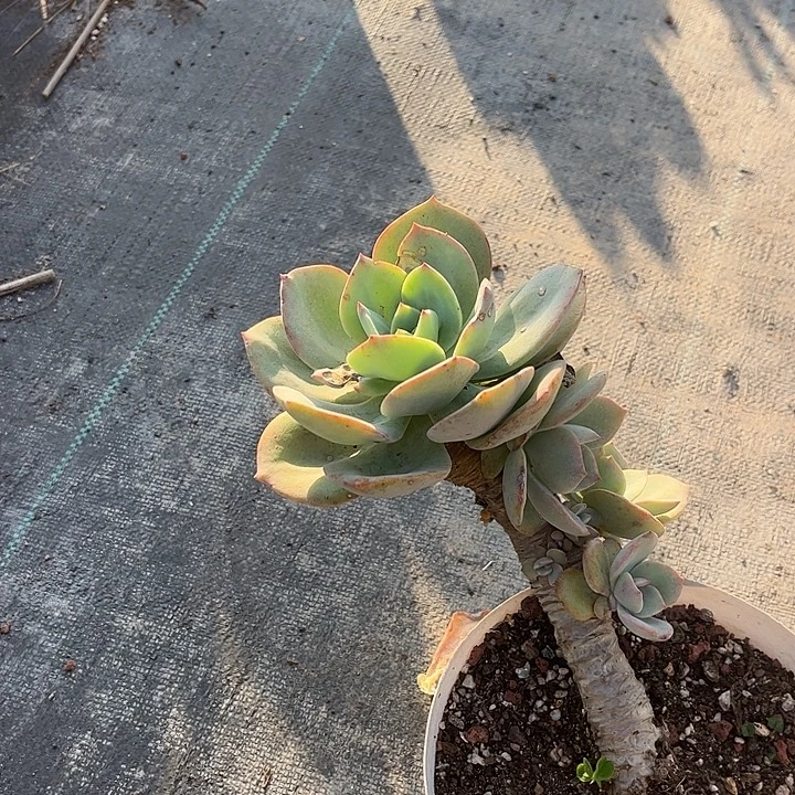 用***1228白凤脱土发货不退不换