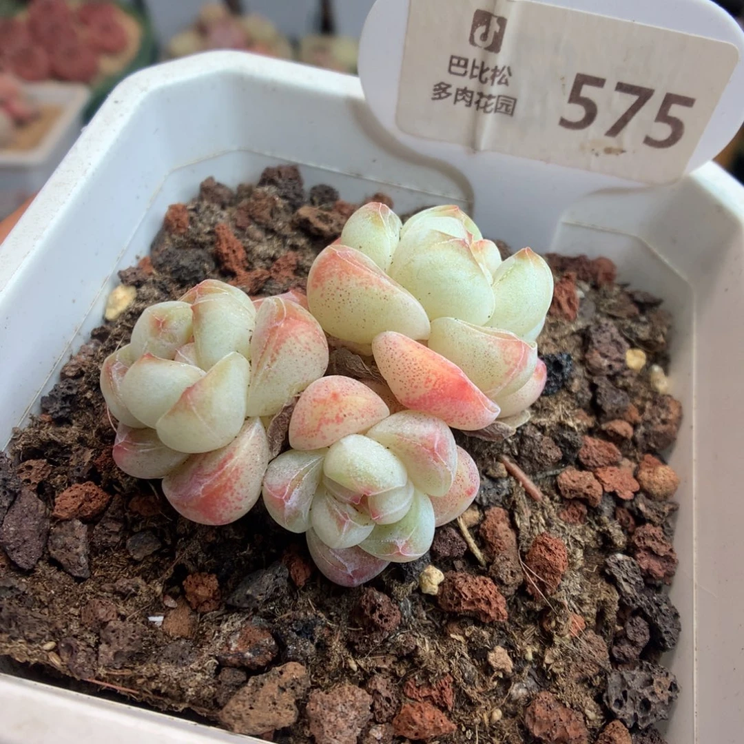 575三头钻石冰玉多肉植物
