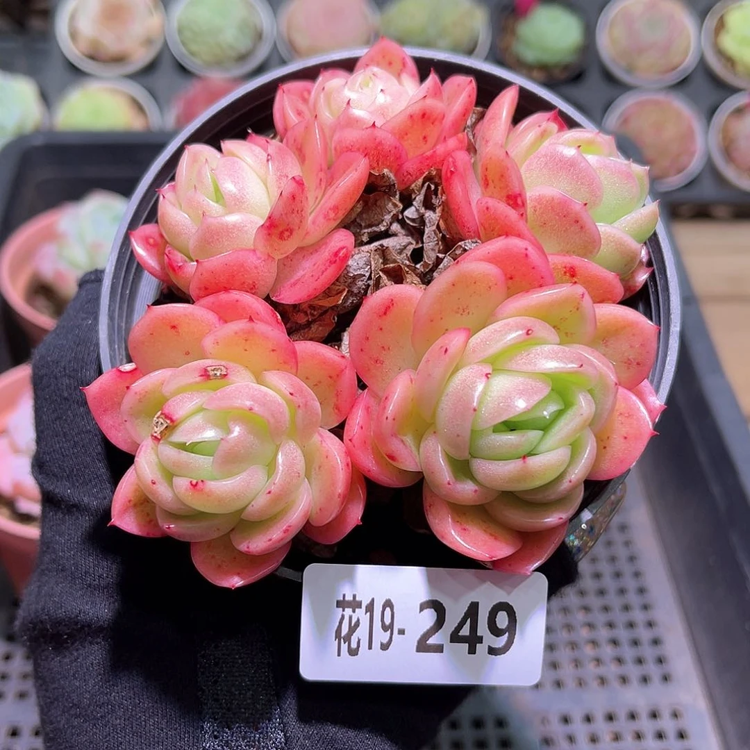 花利美19-249月影牡丹